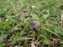 Pulmonaria officinalis