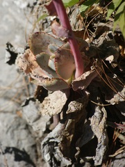 Echeveria rubromarginata