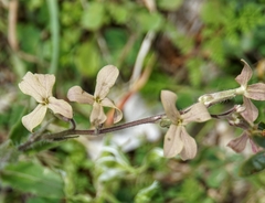 Hesperis laciniata