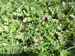 Ophrys bertolonii
