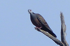 Streptopelia hypopyrrha