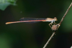 Ceriagrion suave
