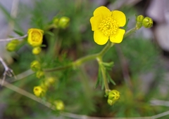 Ranunculus millefoliatus