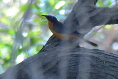 Cossypha albicapillus