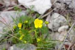 Ranunculus millefoliatus