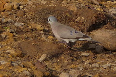 Turtur abyssinicus