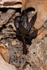 Trillium recurvatum