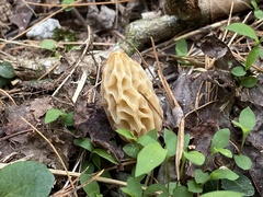 Morchella diminutiva
