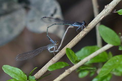 Pseudagrion hamoni