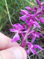 Orchis mascula laxifloriformis