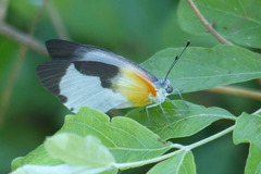 Mylothris chloris chloris