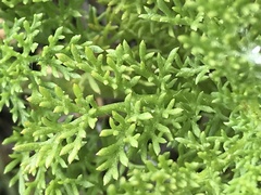 Matricaria discoidea