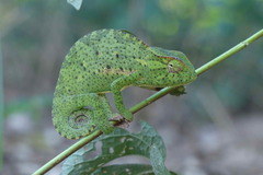 Chamaeleo senegalensis