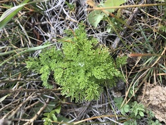 Matricaria discoidea