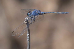 Trithemis aconita