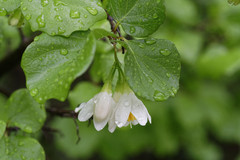 Styrax platanifolius platanifolius