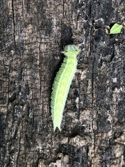 Apaturinae