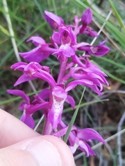 Orchis mascula laxifloriformis