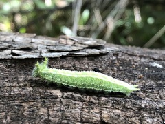 Apaturinae