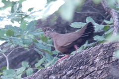 Ptilopachus petrosus