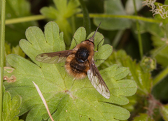 Bombylius fimbriatus