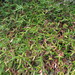 Rubus schmidelioides schmidelioides - Photo (c) John Barkla, algunos derechos reservados (CC BY), subido por John Barkla