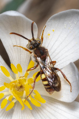 Nomada denticulata