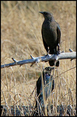 Euphagus