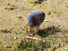Butorides virescens image