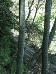Acer lobelii
