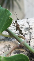 Cosmoclopius nigroannulatus