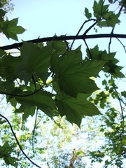 Acer lobelii