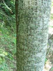 Acer lobelii
