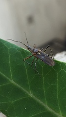 Cosmoclopius nigroannulatus