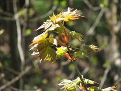 Acer lobelii