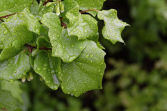 Styrax platanifolius platanifolius