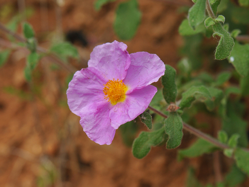 Cistus creticus