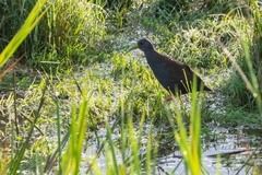 Pardirallus nigricans