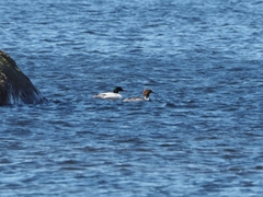 Mergus merganser