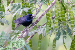 Tachyphonus coronatus