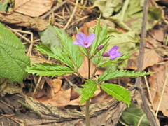 Cardamine glanduligera