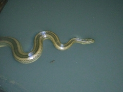 Enhydris enhydris