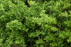 Styrax platanifolius platanifolius