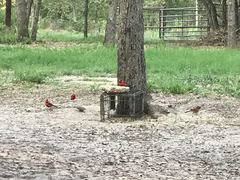 Cardinalis cardinalis