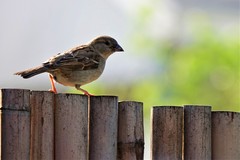 Passer domesticus