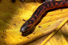 Thickhead Ground Snake photo 1