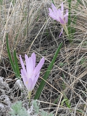 Colchicum bulbocodium