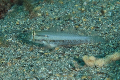 Gnatholepis thompsoni