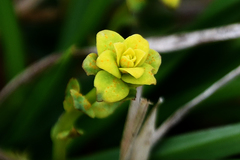 Uromyces pisi-sativi