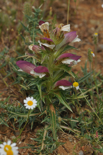 Acanthus spinosus